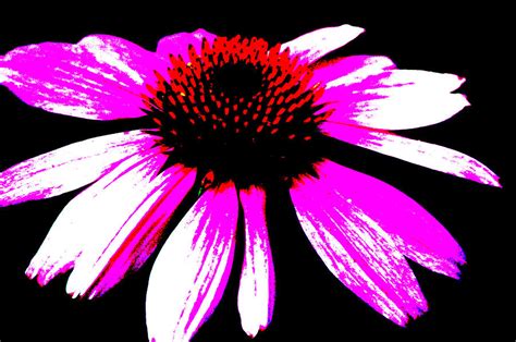 High Contrast Flower Photograph By David Weeks Pixels