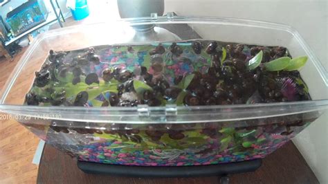 Snail Eggs Hatching Using Time Lapse Youtube