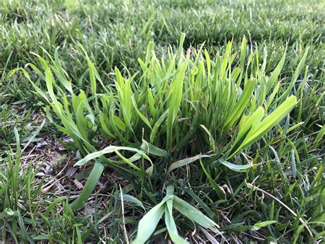 What Is This Weedgrass Mixed In My Fescue So Many Patches Of This