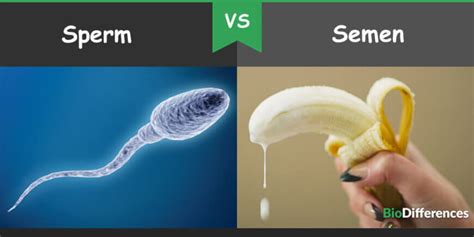 difference between sperm and semen bio differences