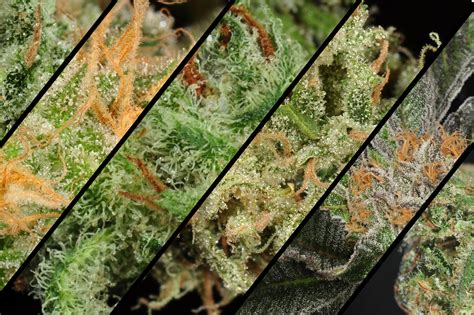 The Best Cannabis Strains for Fighting Pain Effectively - 2024 Guide