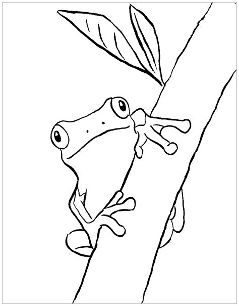 Free Frog Drawing To Print And Color Frogs Kids Coloring Pages