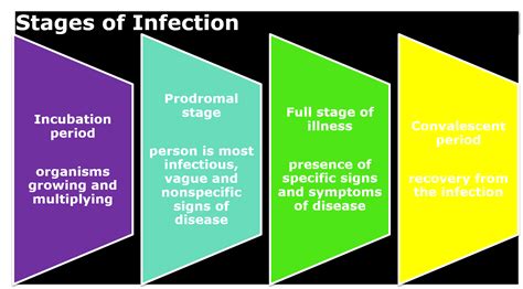 Stages Of Infection By Me From Level 1 Nursing School Nursing School