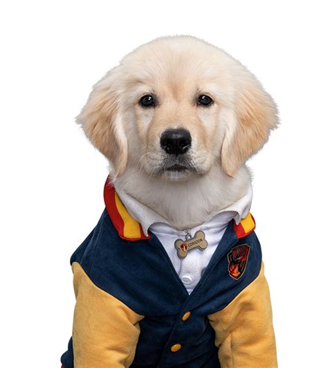 Corazon | Pup Academy Wiki | Fandom