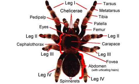 Body part names leg parts head parts face parts names arm body parts parts of full hand. Invertebrate Diversity: Tarantula by Dylan Burchett