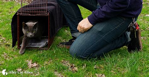 Alley Cat Allies Why Trap Neuter Return Feral Cats The Case For Tnr