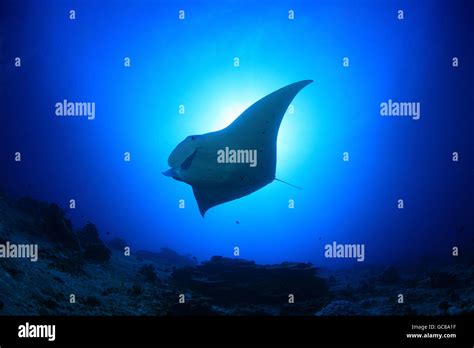 Giant Manta Ray Manta Birostris Floating Underwater In The Tropical