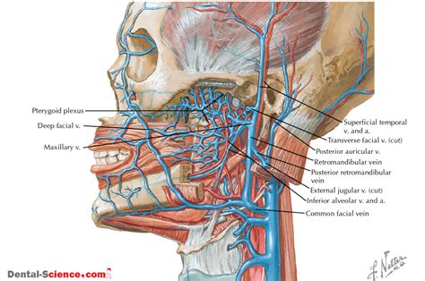 TemporoMandibular Joint (TMJ) - Dental Science