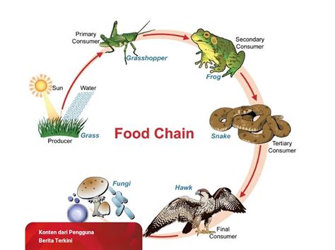 Detail Contoh Jaring Jaring Makanan Di Padang Rumput Koleksi Nomer