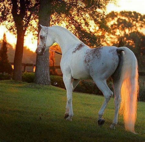 Sunset Horses Beautiful Arabian Horses Pretty Horses