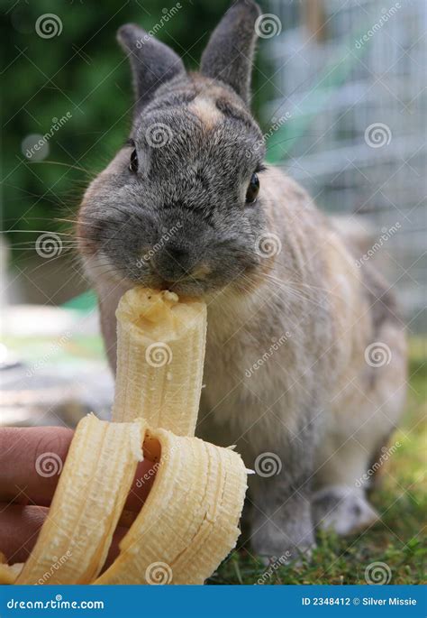 Rabbit Teasting Banana Stock Photography Image 2348412