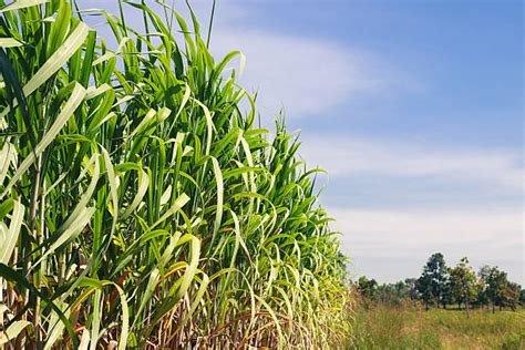 Sugar Cane Plantation Stock Photos Pictures And Royalty Free Images Istock