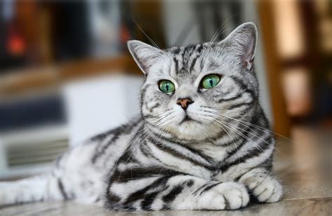Britisch Kurzhaar Rassebeschreibung - zooplus Katzenmagazin