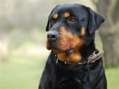 Rottweiler Dog Breed Information Images Characteristics Health