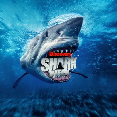 The Latest Shark Week News On Discovery Discovery