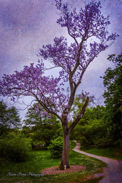 Purple Haze A Tall Empress Tree Paulownia Grows In The W Flickr
