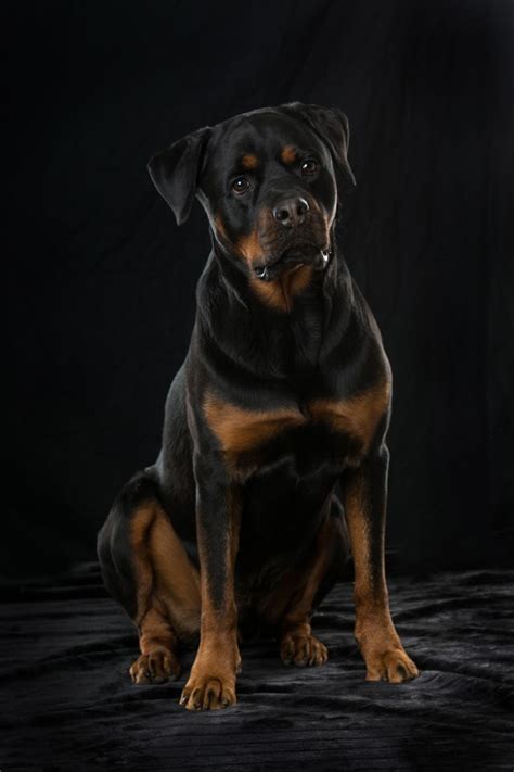 Rottweiler Dog Portrait Wallpaper Wall Mural