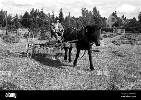 Oslo Nordstrand June 1949 Mowing with horse at Nordstrandshøgda. The