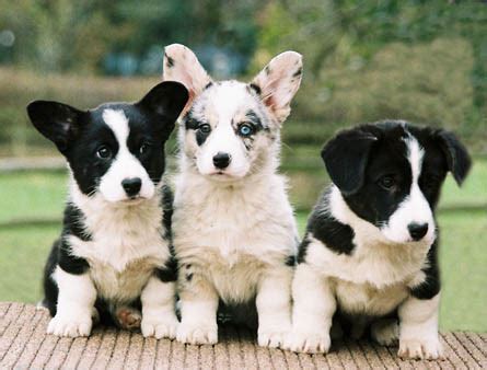 Most have white markings on their legs. Gowerston Cardigan Welsh Corgis