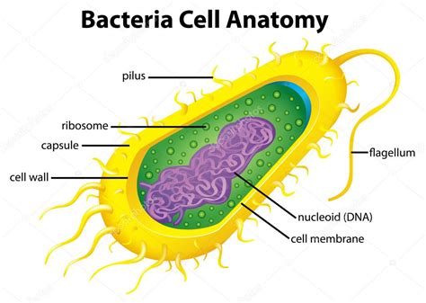 Bacteria Y Sus Partes
