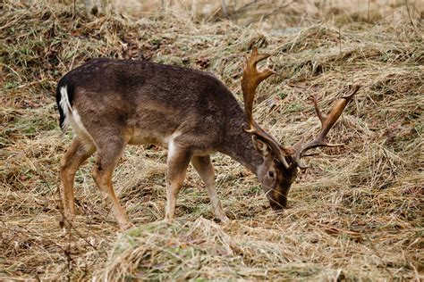 En jägare i östergötland har fått beviljat att skyddsjaga dovhjort med mörkersikte. Gratis bilder på dovhjort - Klövdjur