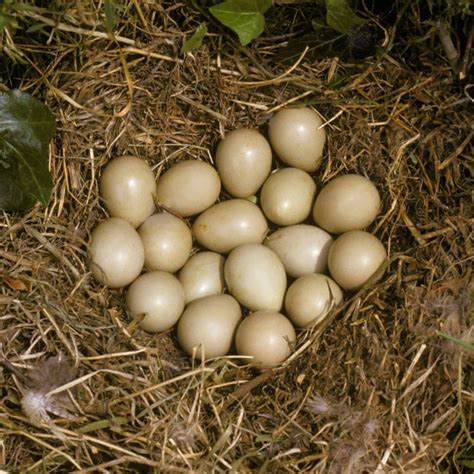 Hungarian Partridge Hatching Eggs