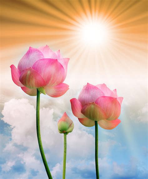 Pink Lotus And Sun Light In Blue Sky Background Stock Photo Image Of