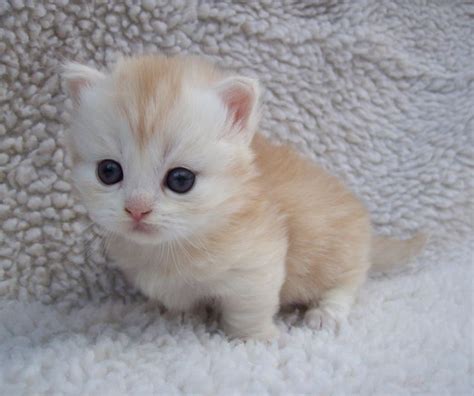 This Little Ginger And White Kitten Could Make Me Cry From Its
