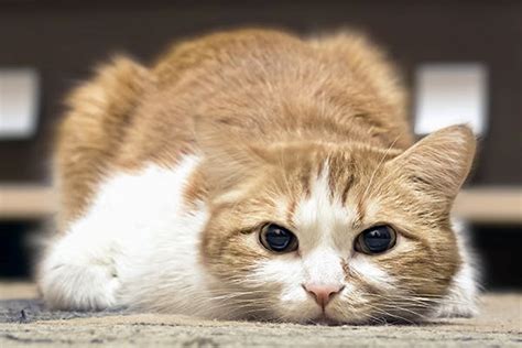 Pain In Cats Symptoms Causes Diagnosis Treatment Recovery