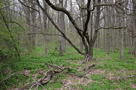 Branched Oak In The Floodplain Hardwood Forest With Undergrowth Of