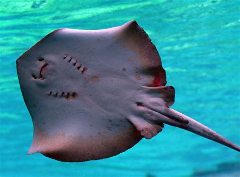 Australian Swimmer Dies After Stingray Attack In Tasmania The