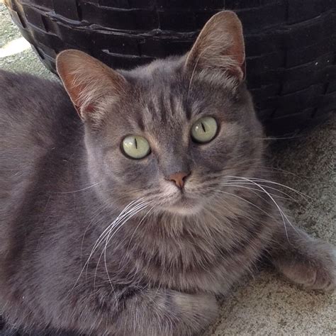 Smokehouse 😼 Cute Grey Cat Cats Grey Cats Animals