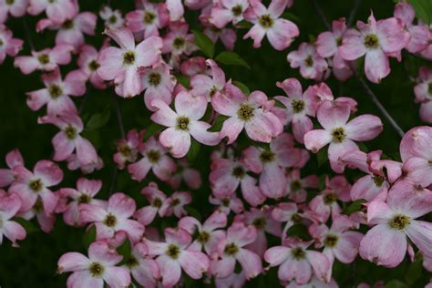 Dogwood Tree Spring Flowers Trees Free Nature Pictures By