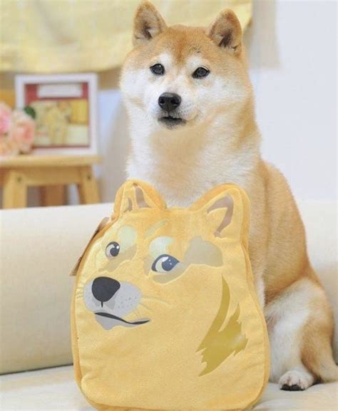 The story of the shiba inu meme begins in february 2010, when atsuko sato, a japanese kindergarten teacher. Pin by MiMi 🥀 on ♡ Shiba inu ♡ (With images) | Funny memes ...