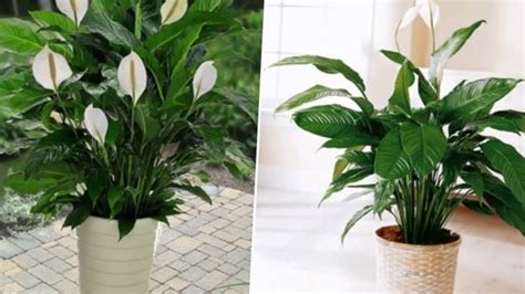 26 Common House Plants Name House Plan Style