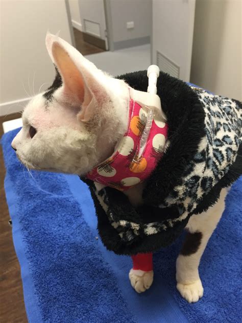 How are tube feeds given? The "O" tube. Why do we place oesophagostomy tubes in cats ...
