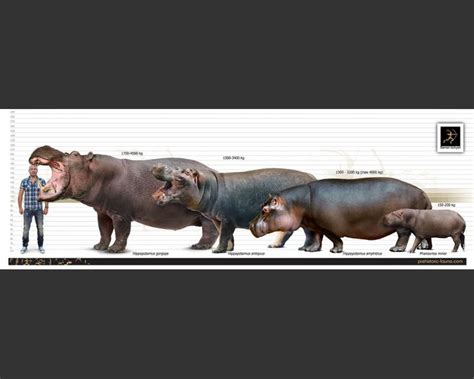 Hippopotamus Gorgops Giant Prehistoric Hippo With Tank Saddle And