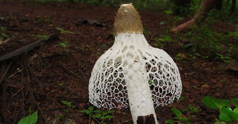 Scientists Discovered A Mushroom That Will Give Women Spontaneous Orgasms