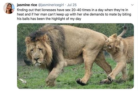 Sexually Exhausted Lion Becomes The Joke Of Twitter Funny Lion