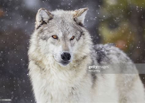 Wolf In Winter Snow High Res Stock Photo Getty Images