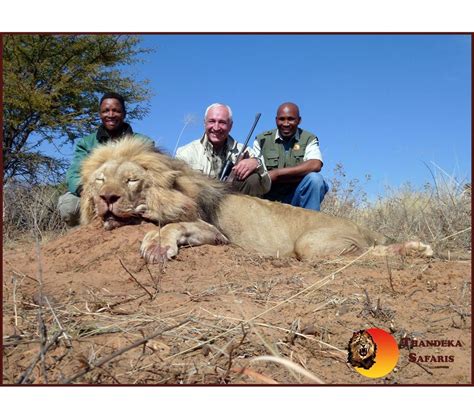 7 Day Lion Hunt For One Hunter In South Africa Includes Trophy Fee