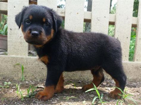 (attached is a pic of their older son for reference so you can see how puppies will look when grown.) AKC Rottweiler Puppies (Stunning) for Sale in New Waverly, Texas Classified | AmericanListed.com
