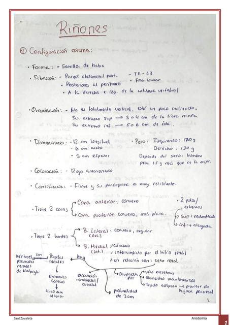 Anatomía Renal Saul Zavaleta Udocz