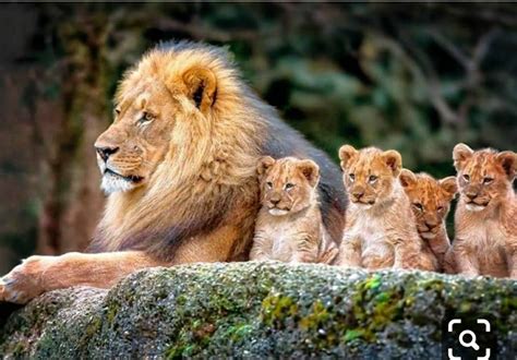Pin By Adrienne On Lions Animals Cute Animals Animals Beautiful
