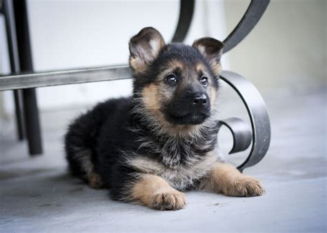 Download Baby Animal Puppy Dog Animal German Shepherd Hd Wallpaper