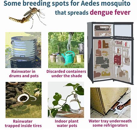 Aedes aegypti lay their eggs in containers such as bottles, tires, fountains, barrels, and pots. icddr,b: Most mosquitoes breeding in clean stagnant water ...