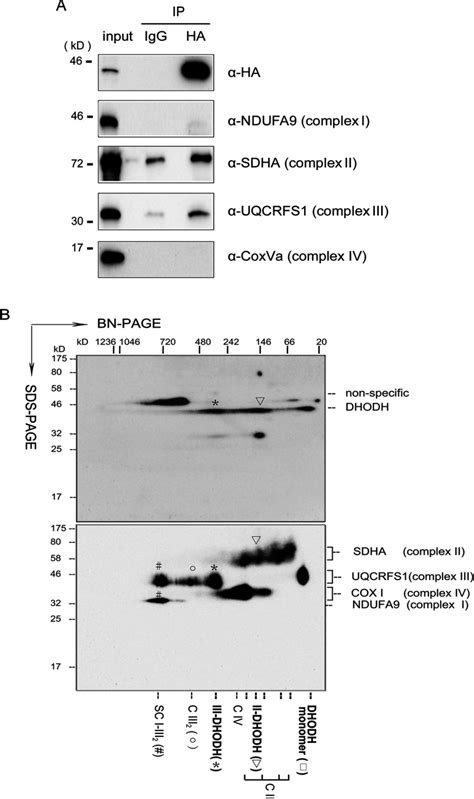 Our northernlights fluorescent secondary antibodies are bright and resistant to photobleaching. Anti Rabbit Hrp | GE Healthcare | Bioz