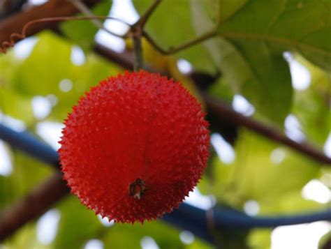 Experience abundant and efficient features fitted in the spiky fruit at the lowest prices. Bangkok Post article