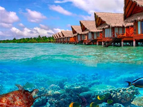 Es un conjunto de 1.190 la superficie de la república de las maldivas abarca una distancia de 820 kilómetros de norte a sur y. 20 curiosidades sobre las Maldivas que no sabes | Flipa.NET