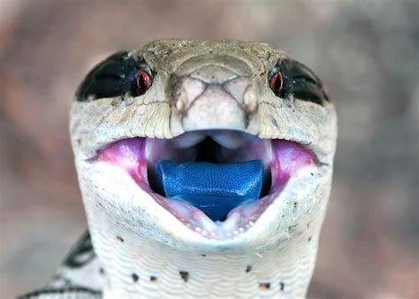 21 Blue Tongued Skink Facts All 8 Types Ultimate Guide Everywhere